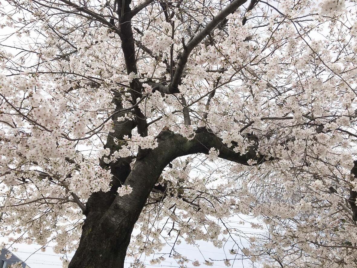満開の桜