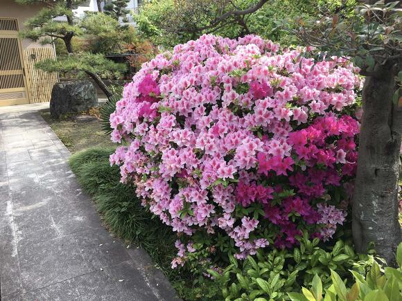 つつじ