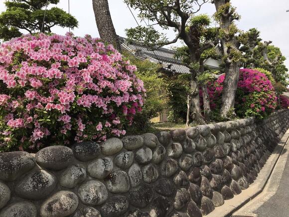 つつじ