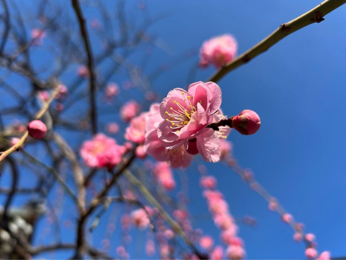 境内の梅