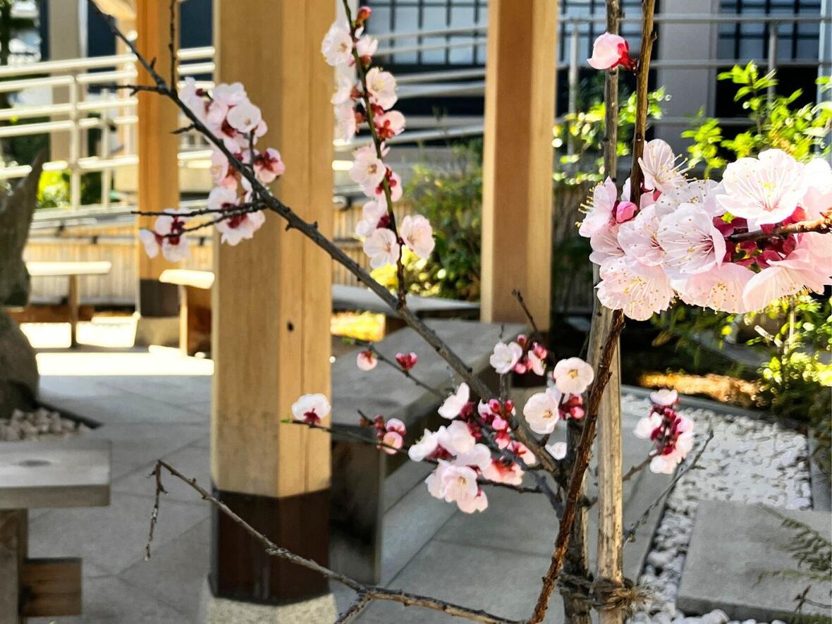 境内の梅