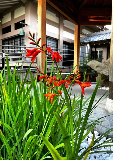 名古屋市中村区の永代供養墓・樹木葬の願隆寺のスイセン